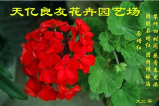銀葉菊、醉蝶花與繁星花市場概覽及水果行業(yè)觀察