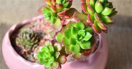 盤錦綠馨花卉 點亮家庭生活的自然藝術